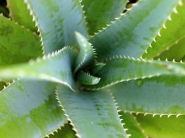 aloe vera la recette anti-âge